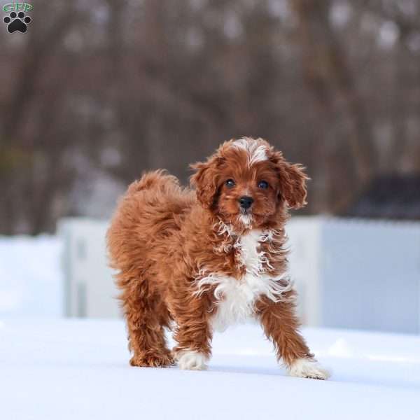 Hunter, Cavapoo Puppy